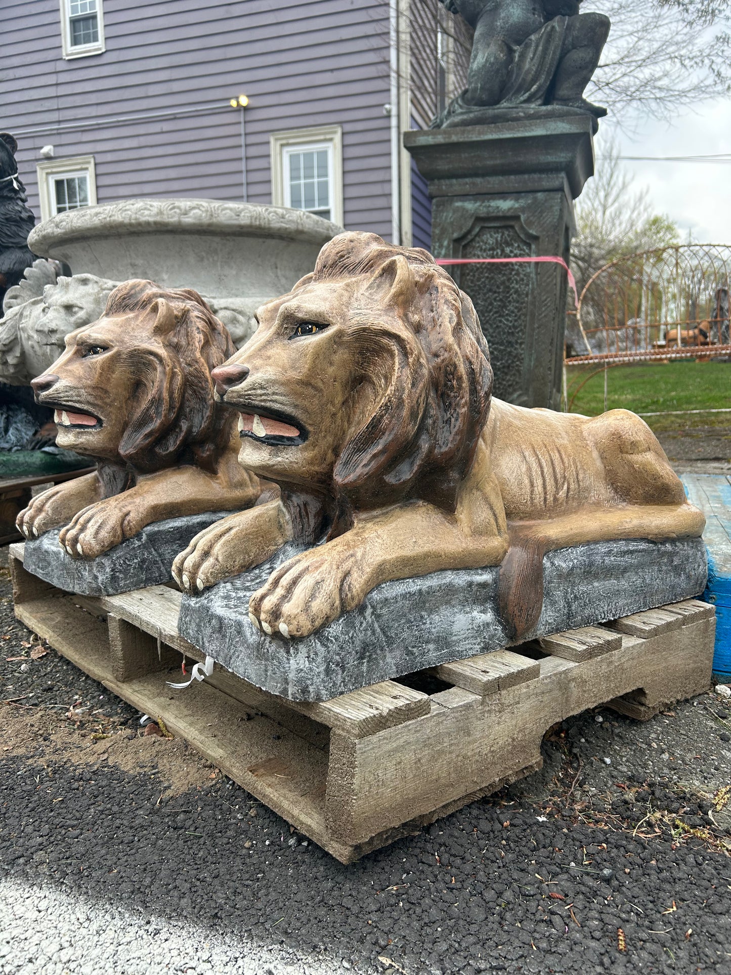 Large Laying Lions