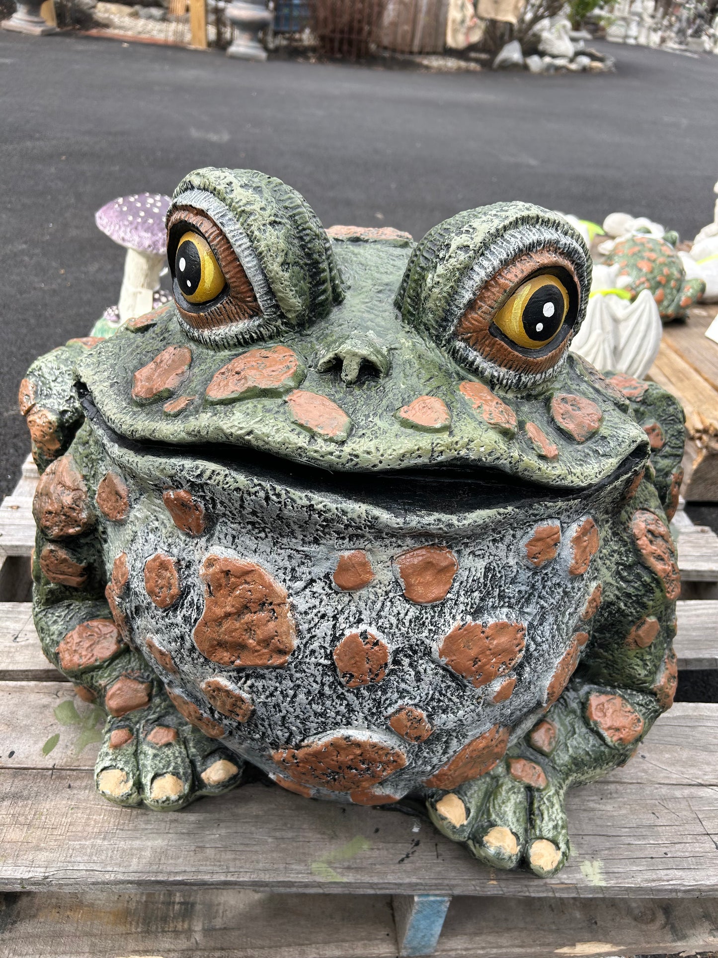 Extra Large Spotted Toad