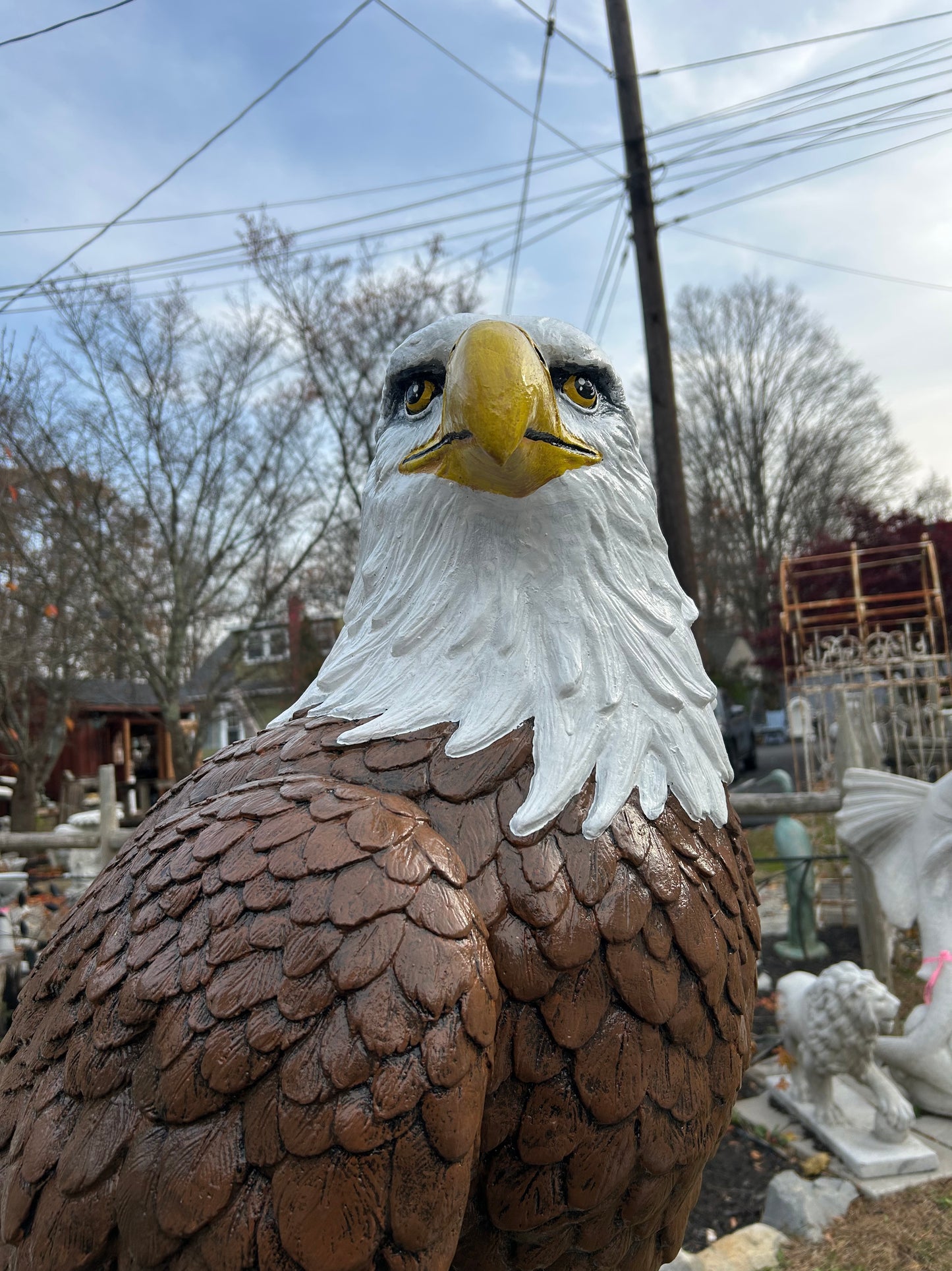 X-Large Eagle Wings Down