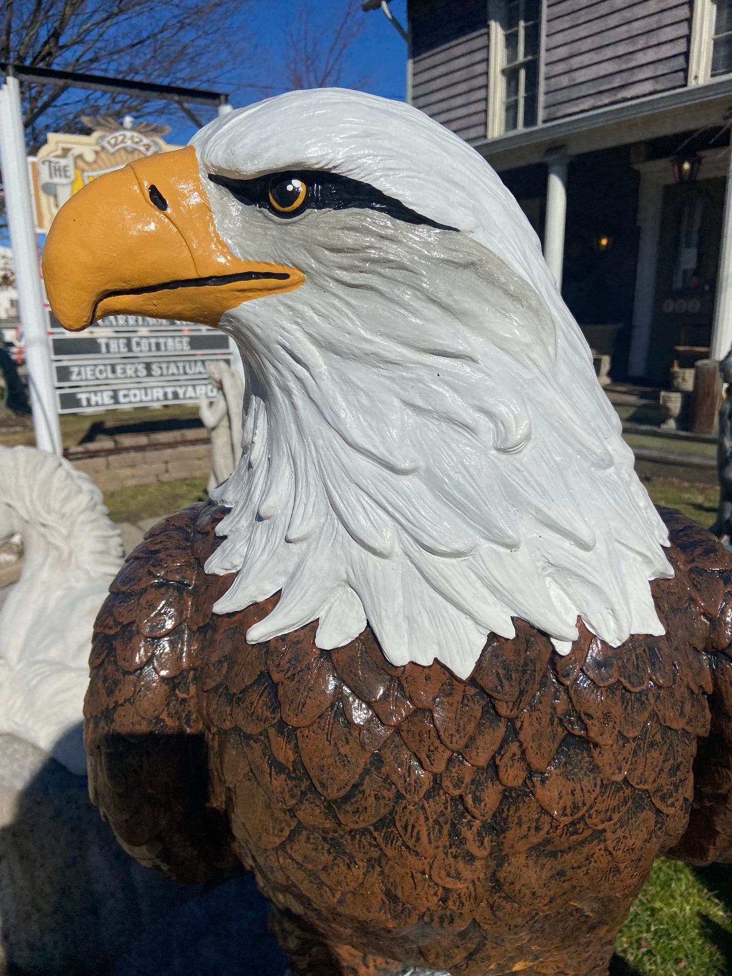 X-Large Eagle Wings Down