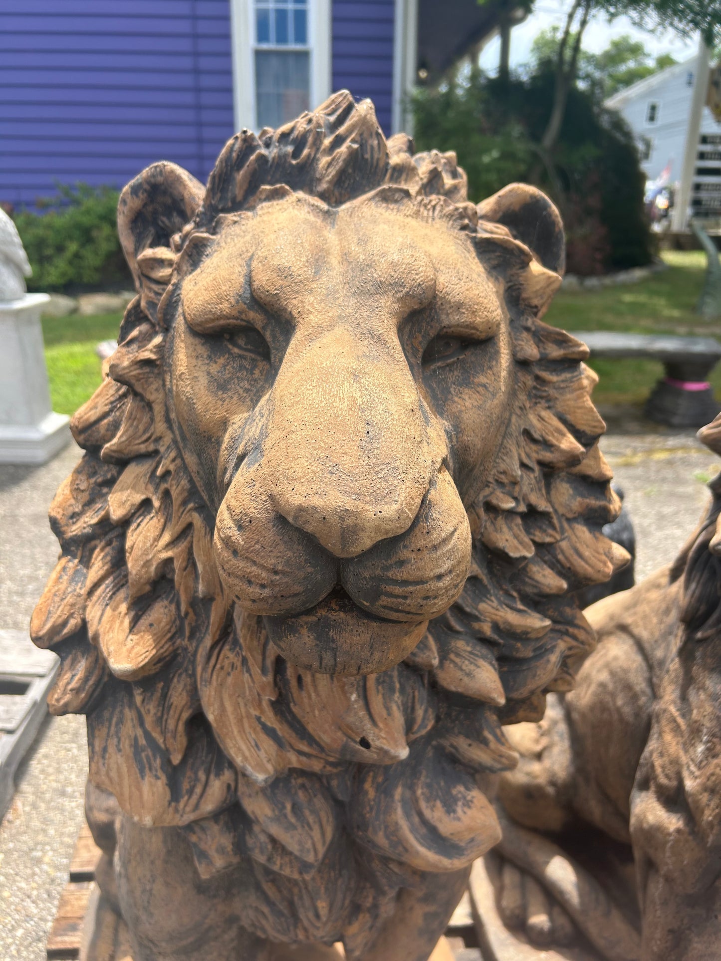 Estate Lion
