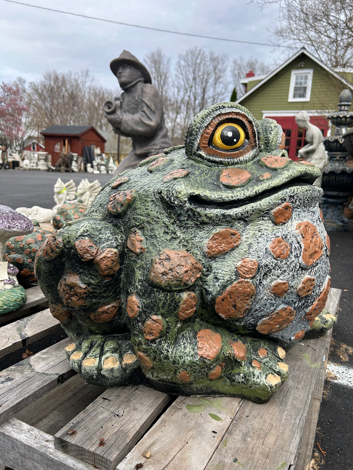 Extra Large Spotted Toad