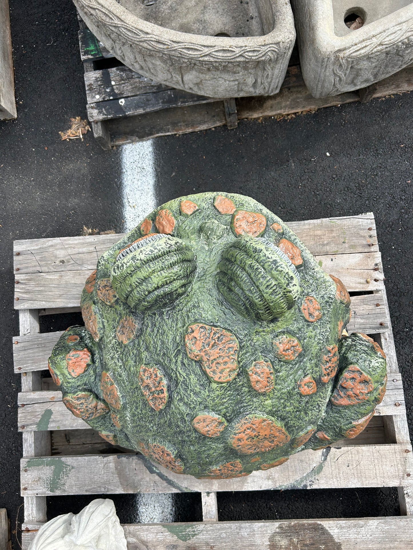 Extra Large Spotted Toad