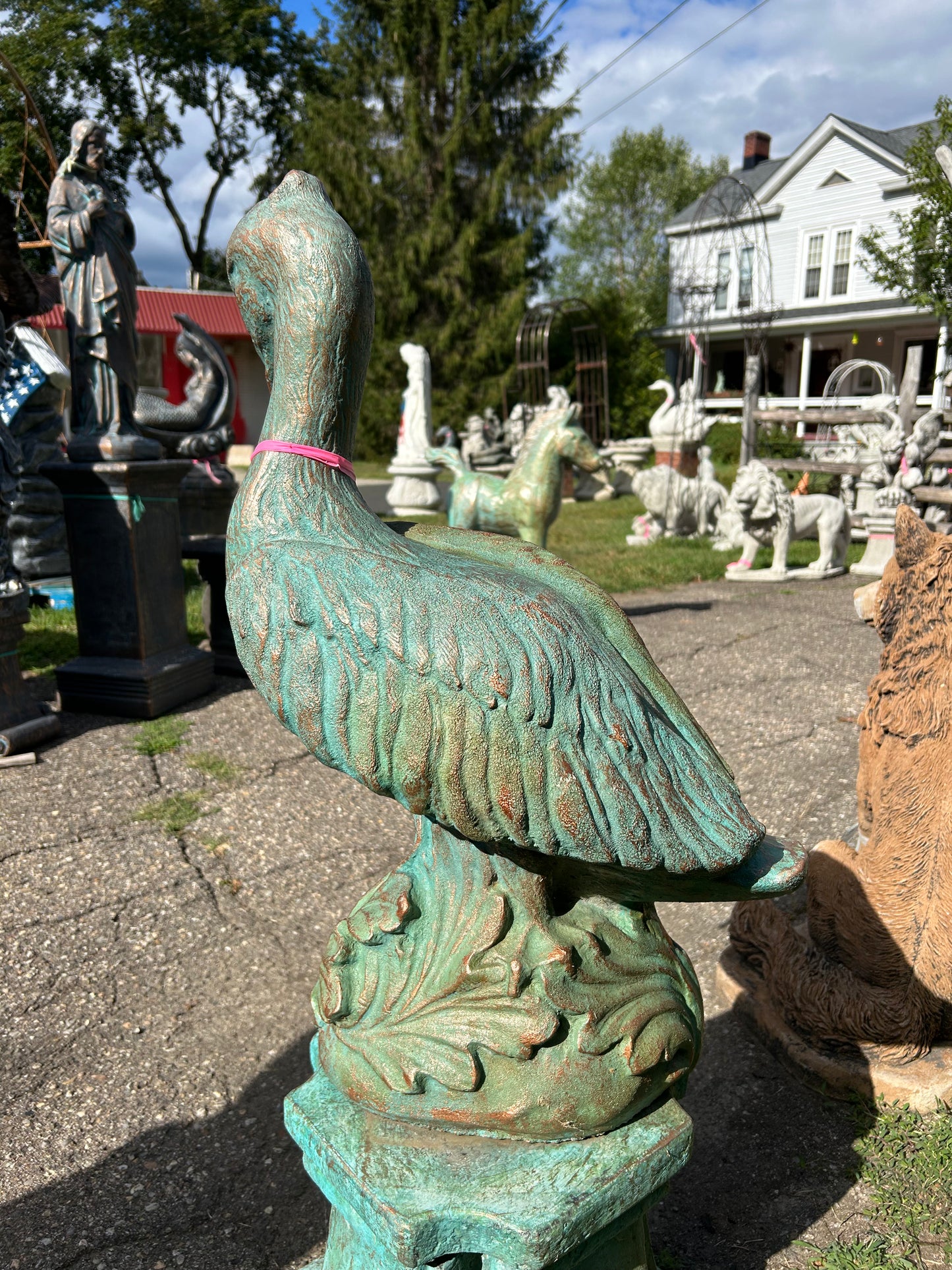Large Pelican