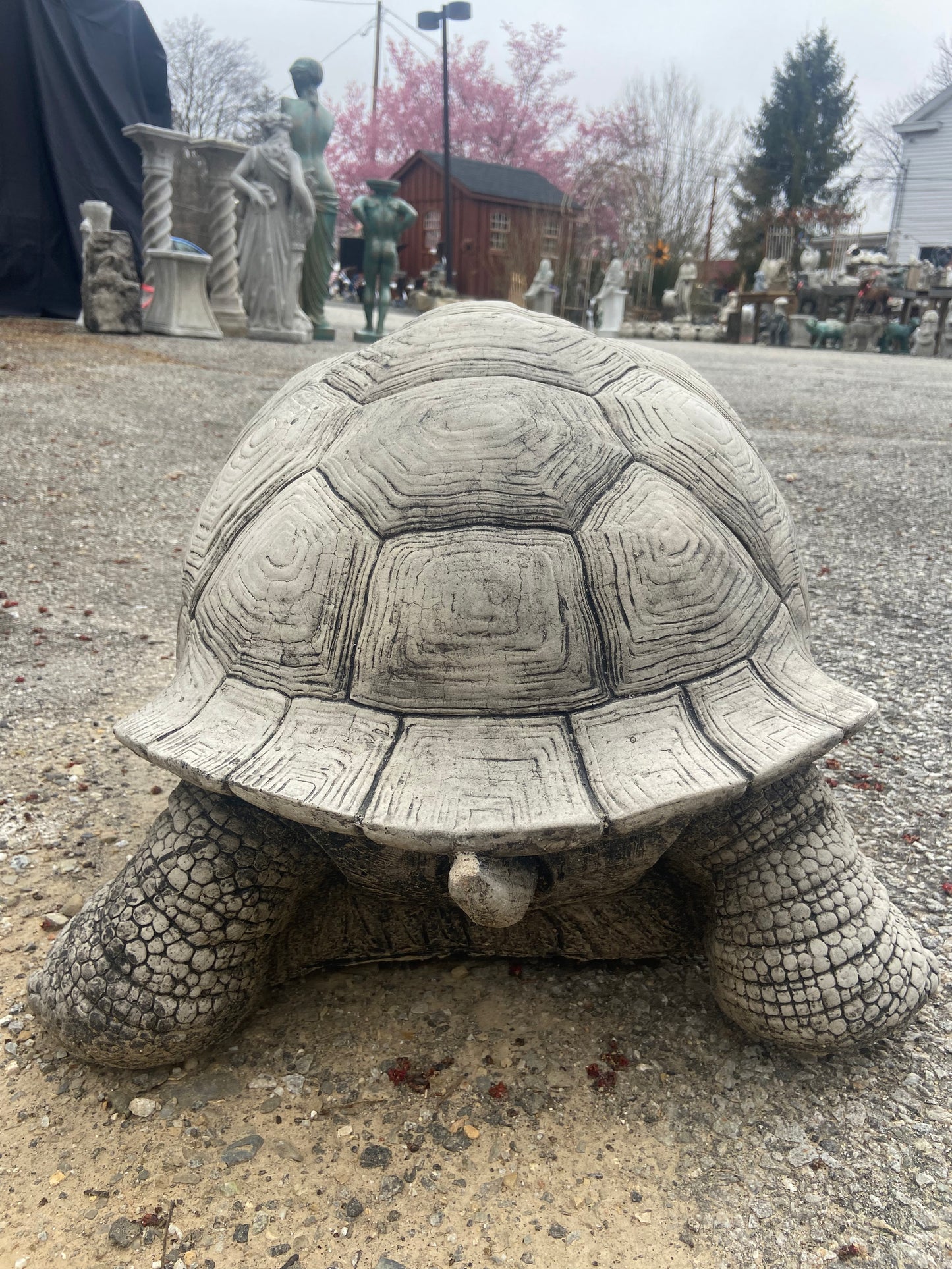 Large Walking Tortoise