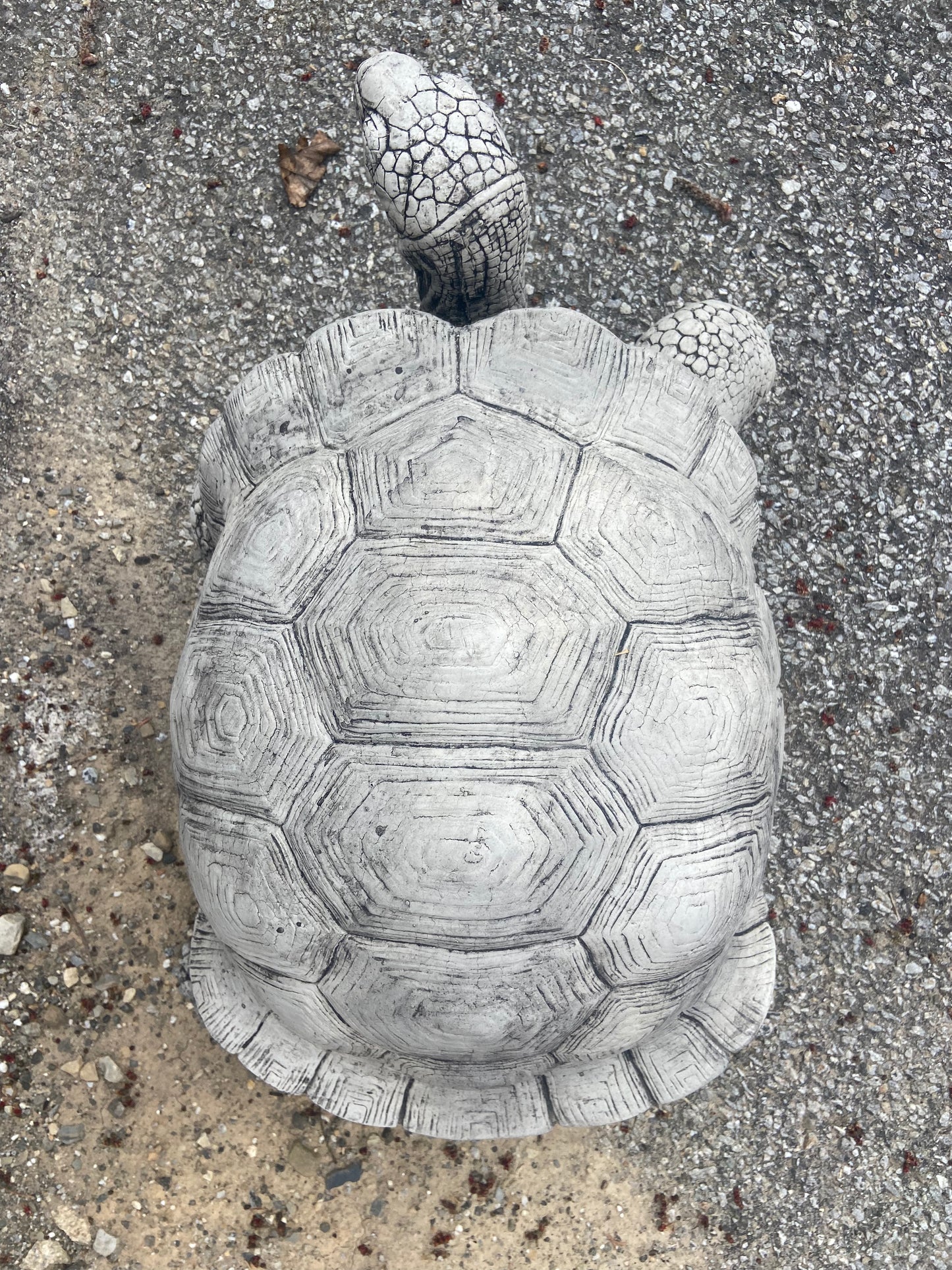 Large Walking Tortoise