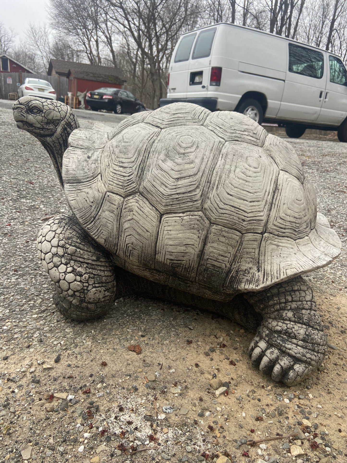 Large Walking Tortoise