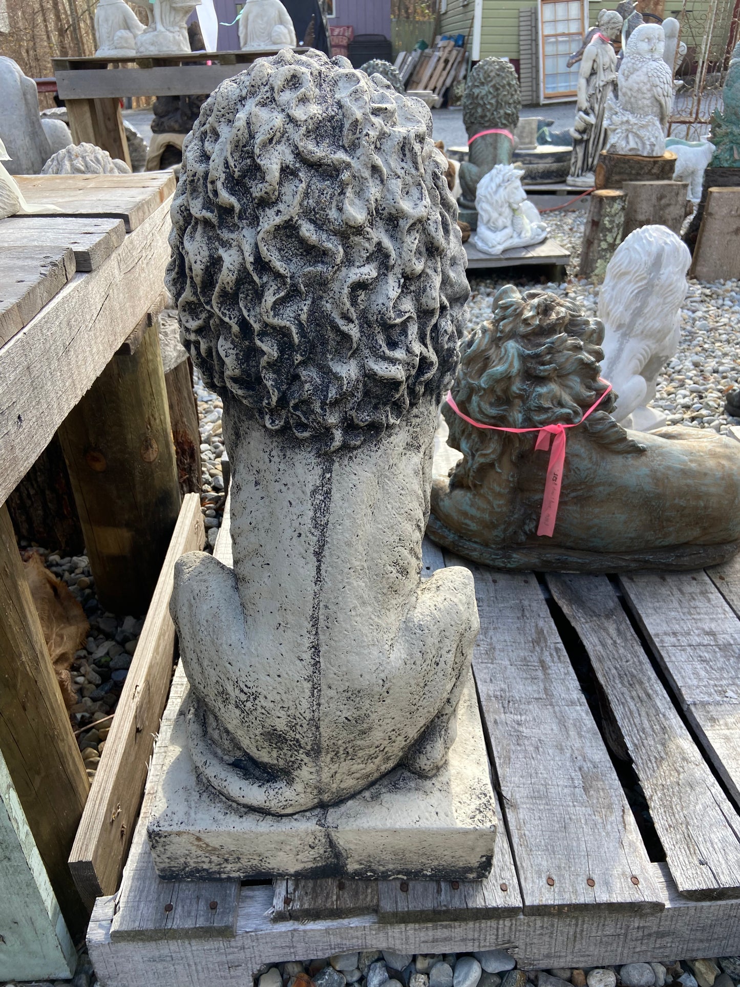Sitting Lion