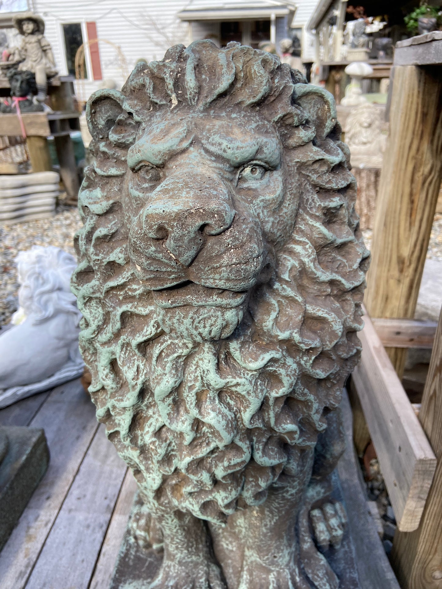 Sitting Lion