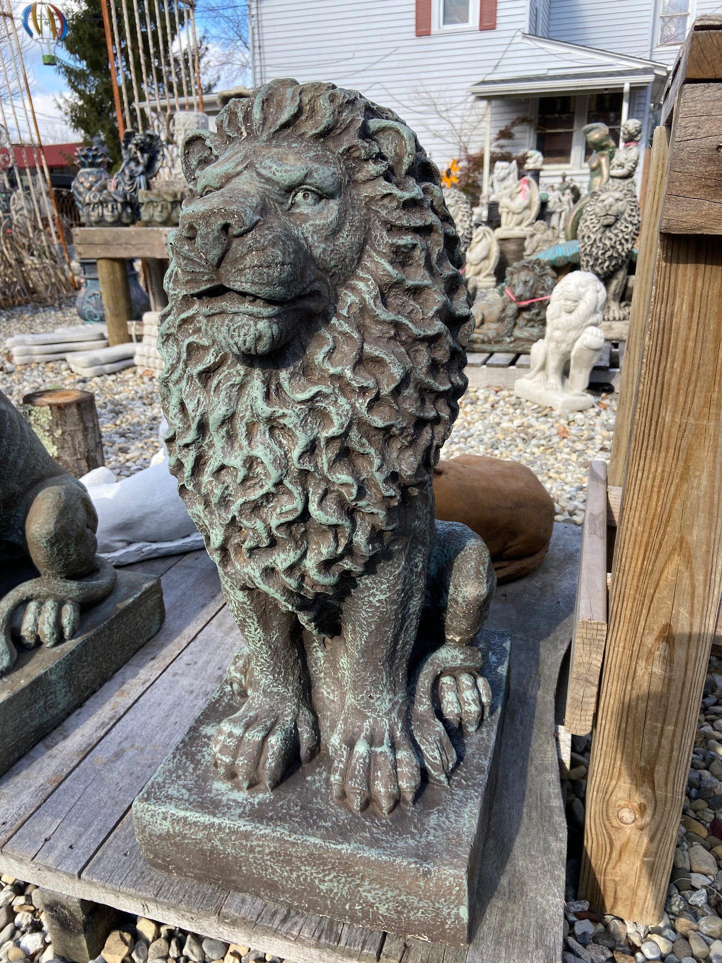 Sitting Lion