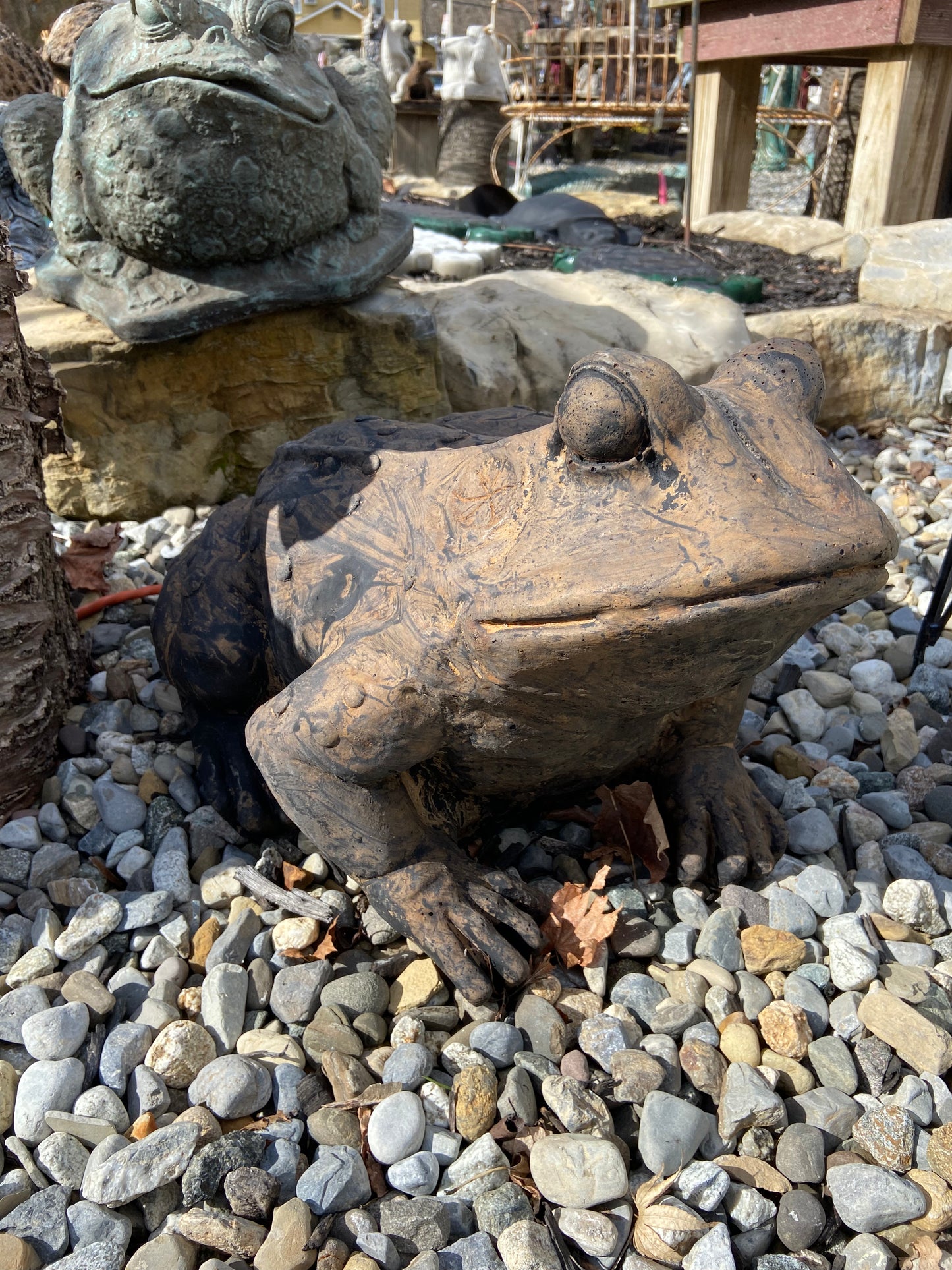 Large Toad
