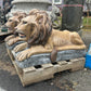 Large Laying Lions