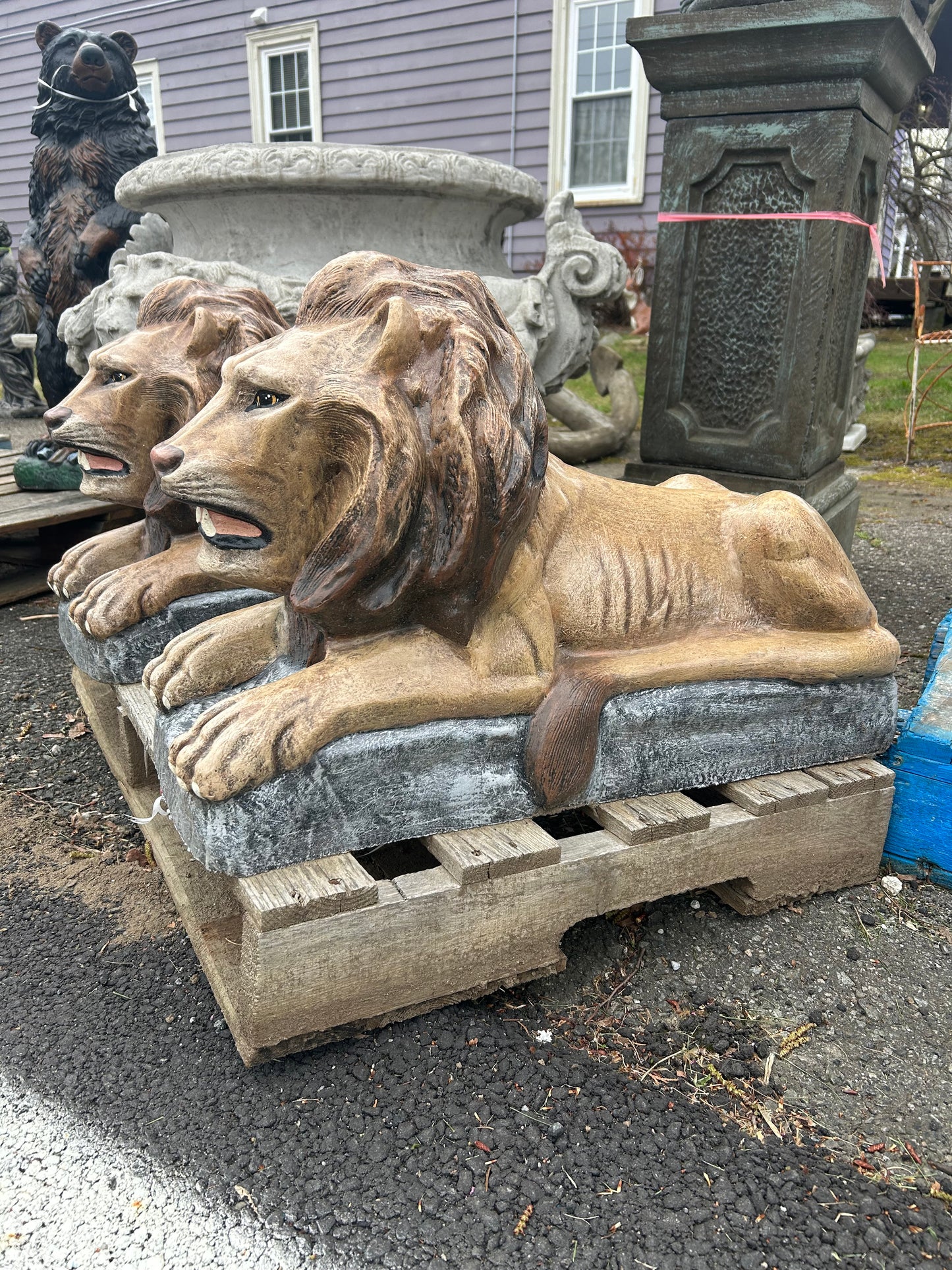 Large Laying Lions