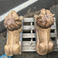 Large Laying Lions