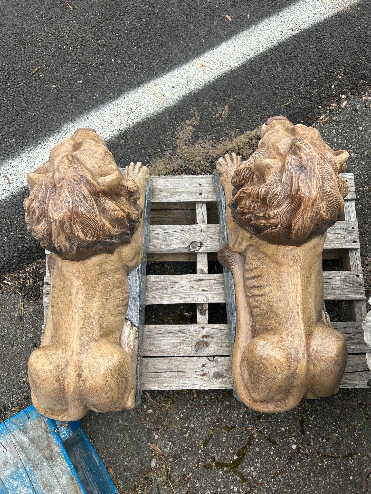 Large Laying Lions