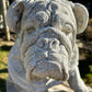 Large Sitting Bulldog