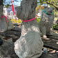 Lola (Yorkie with Bow Dog Statue)
