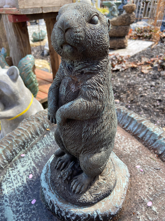 Prairie Dog