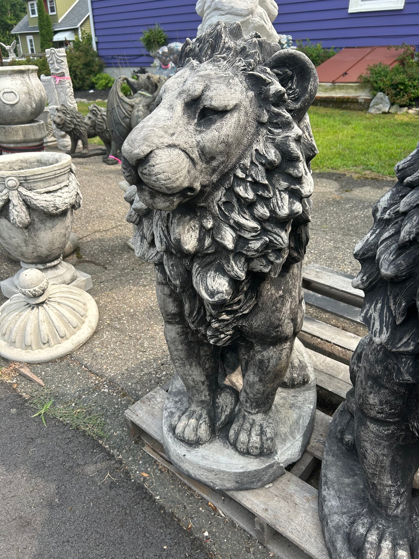 Estate Lion