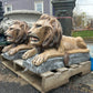 Large Laying Lions