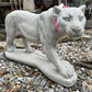 Panther