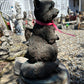 Raccoon Standing