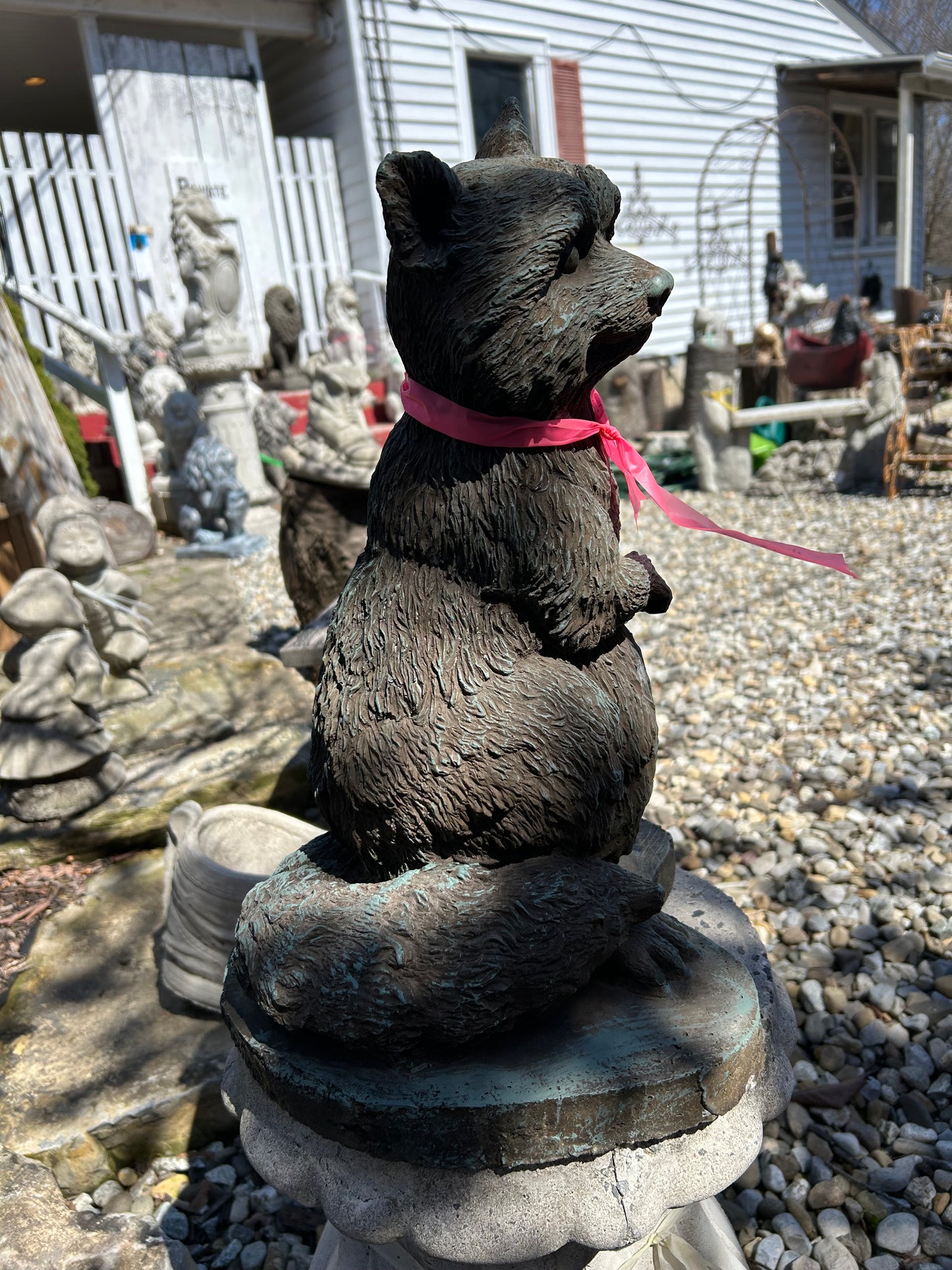 Raccoon Standing