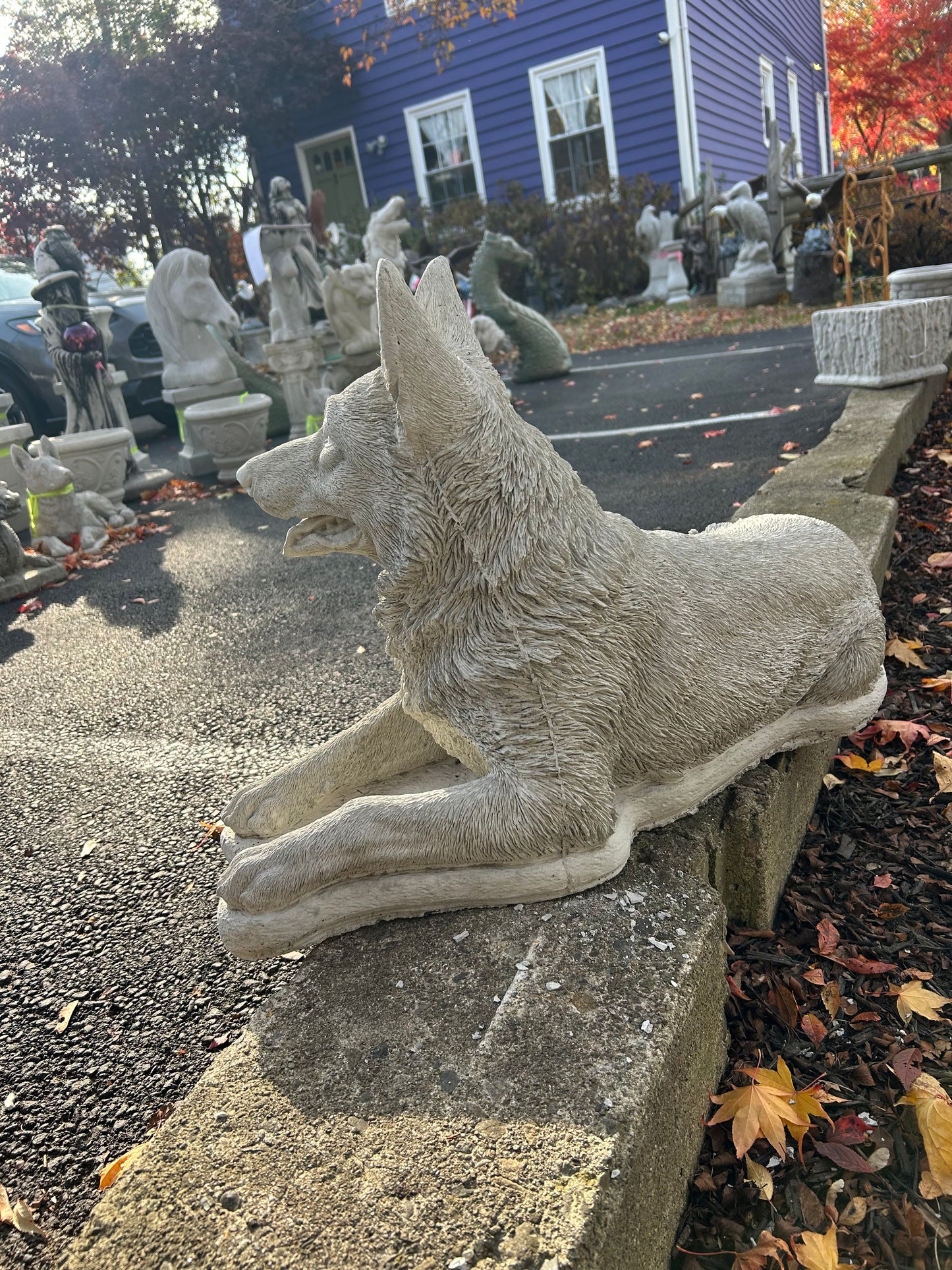 Large Laying German Shepard