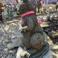 Raccoon Standing