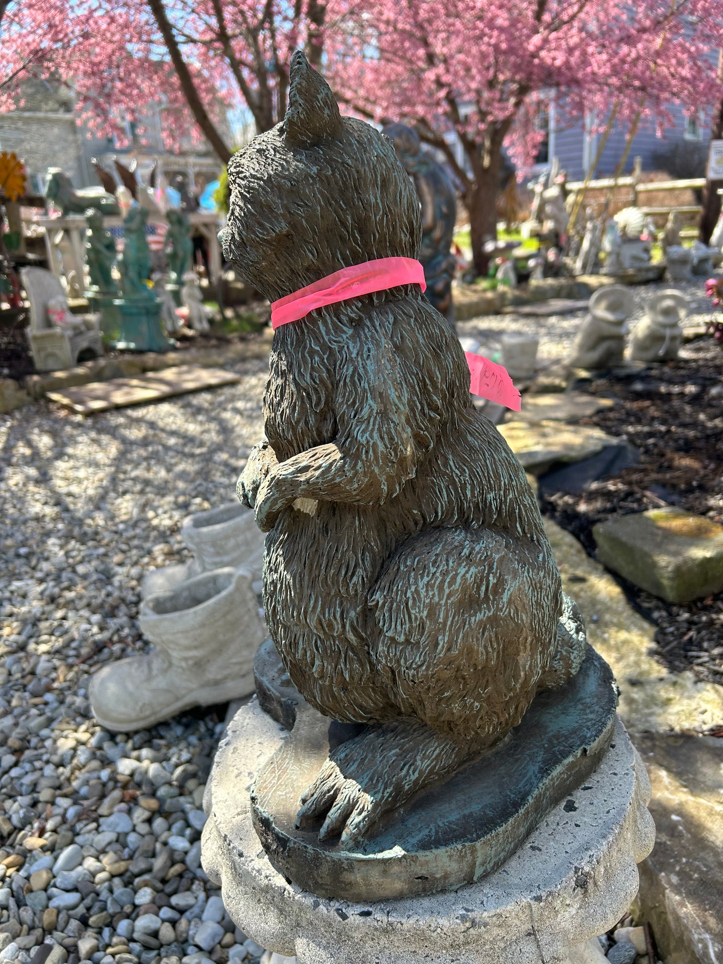 Raccoon Standing
