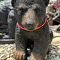 Small Cub Sitting