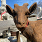 Standing Goat