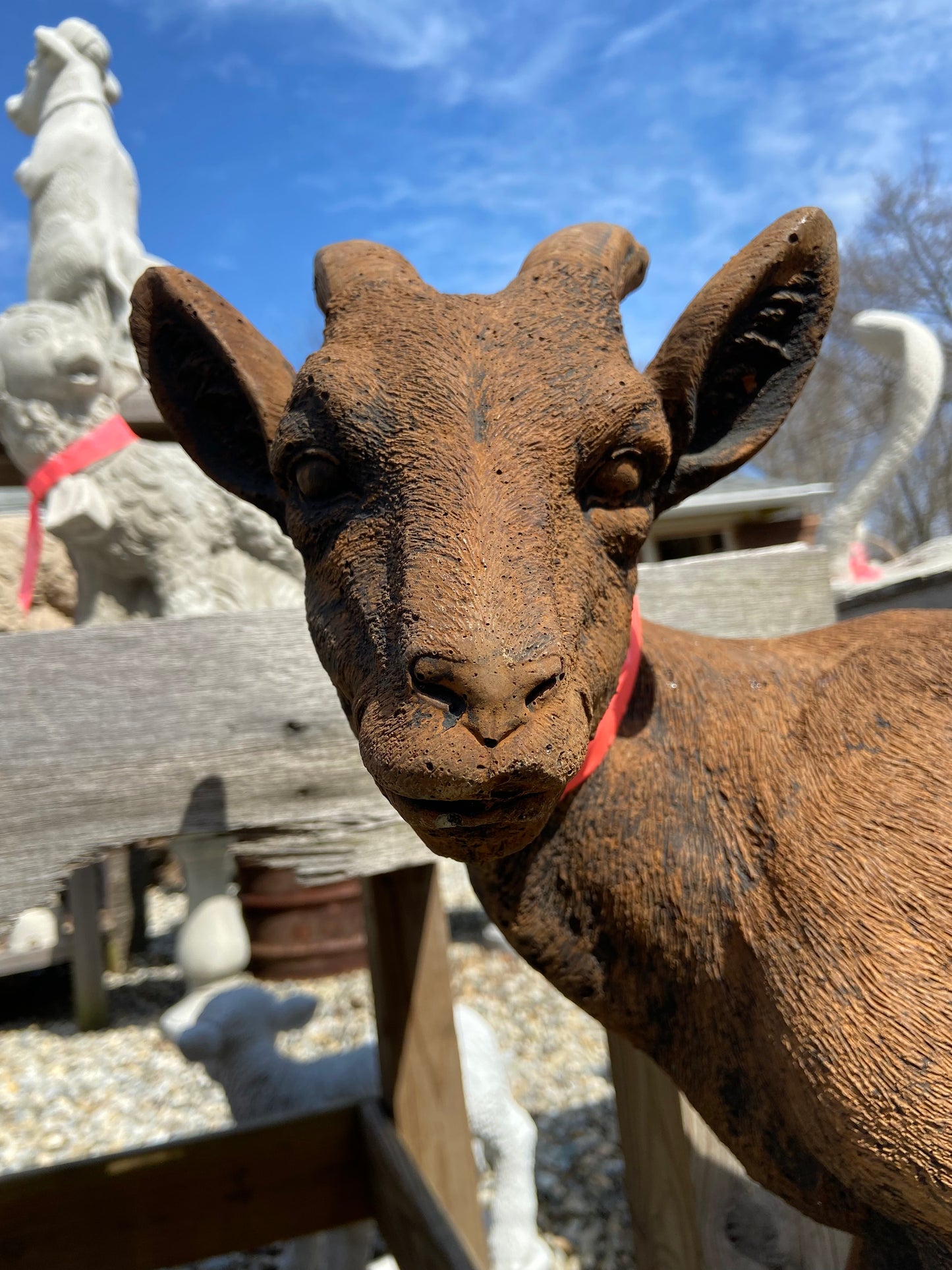 Standing Goat