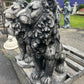 Estate Lion