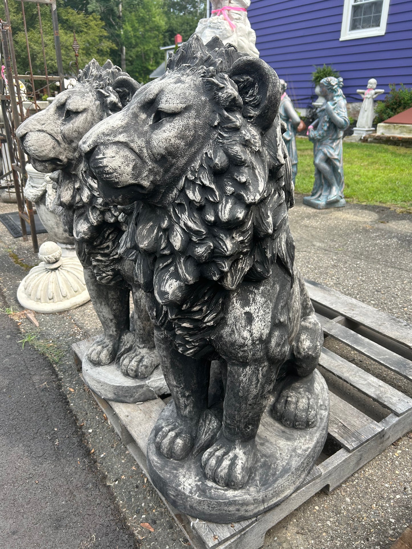 Estate Lion