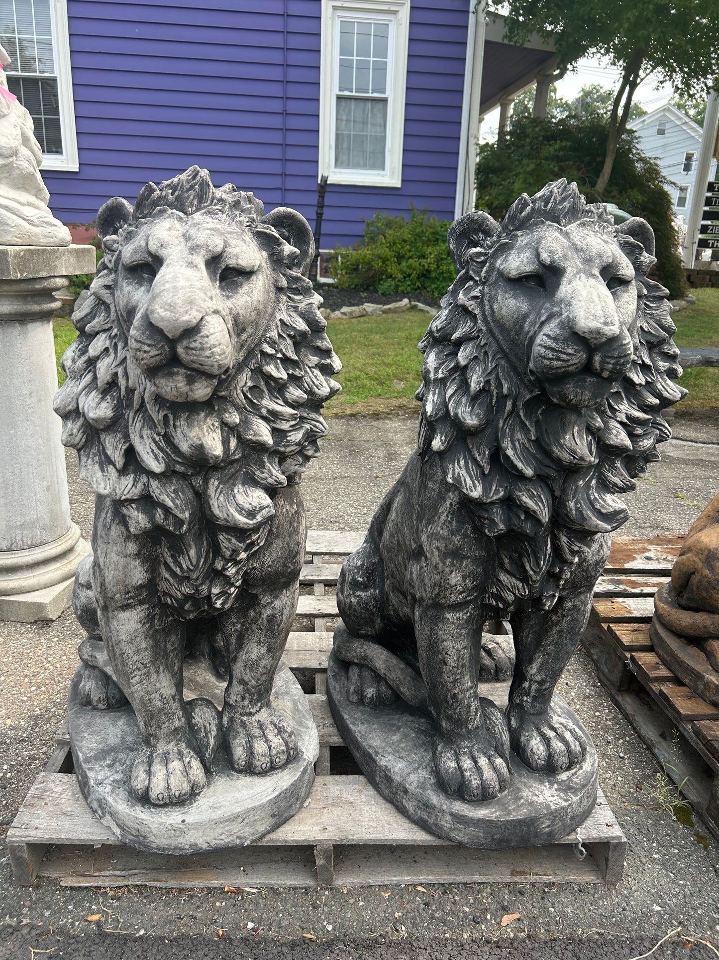 Estate Lion