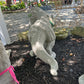 T-Rex Concrete Statue