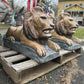 Large Laying Lions