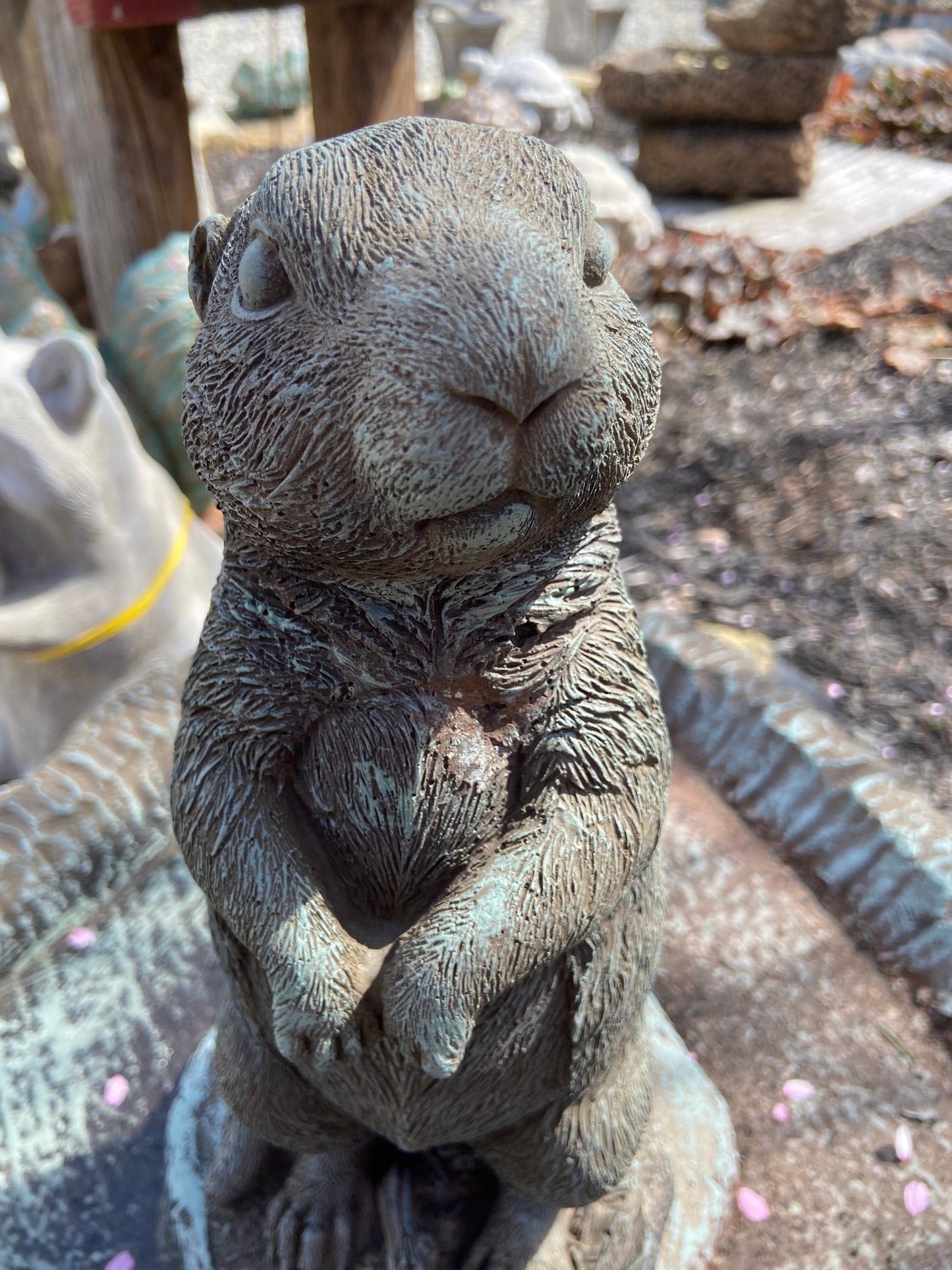 Prairie Dog