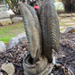 Sitting Dragon