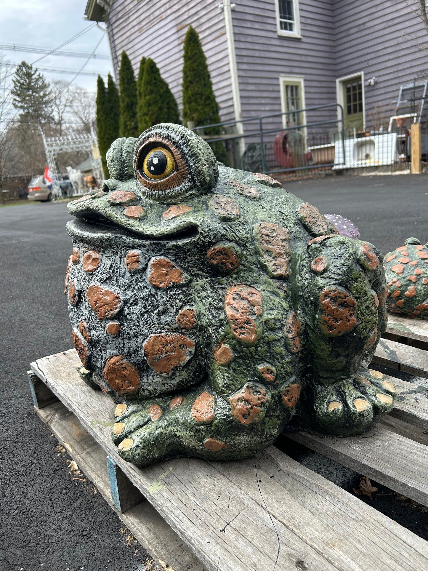 Extra Large Spotted Toad