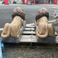 Large Laying Lions