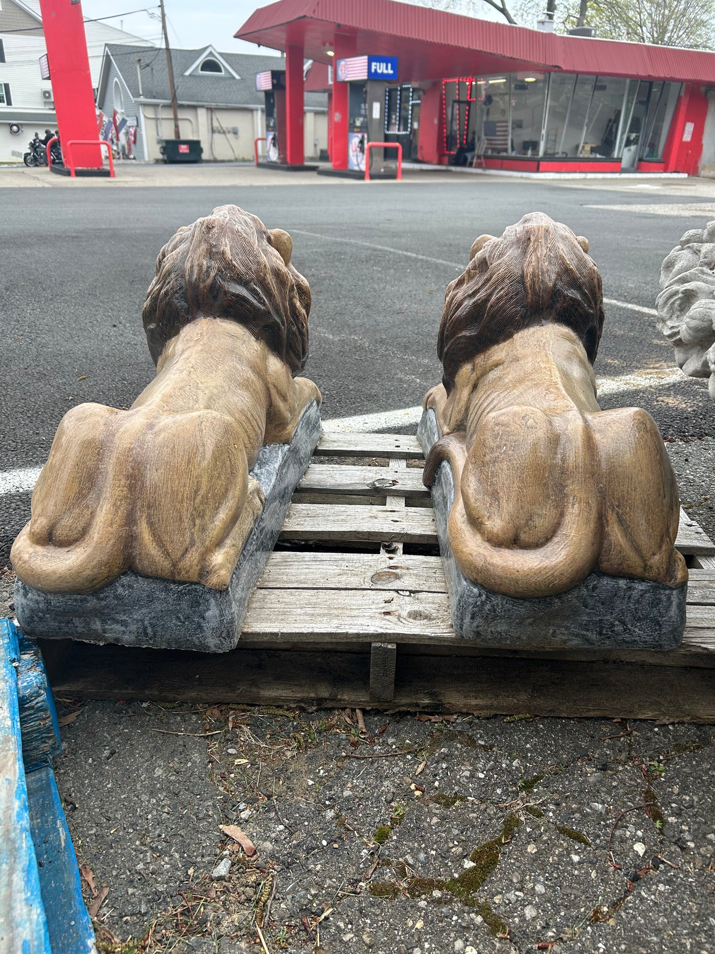 Large Laying Lions