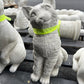 Cat Sitting