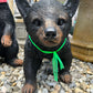 Walking Cub