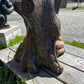 Raccoon Stump