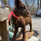 Standing Goat