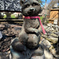 Raccoon Standing