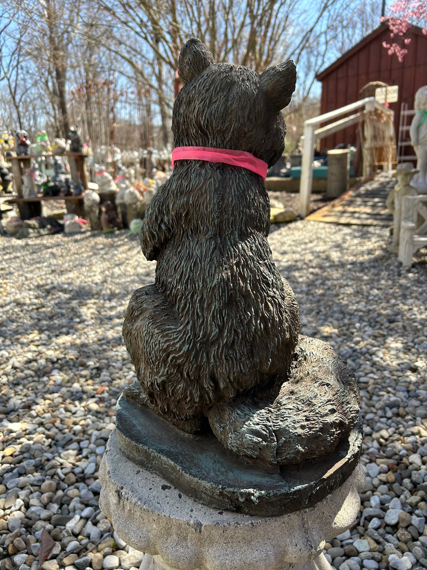 Raccoon Standing