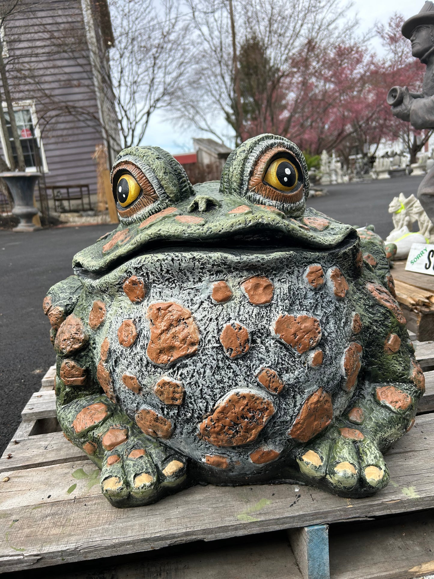Extra Large Spotted Toad